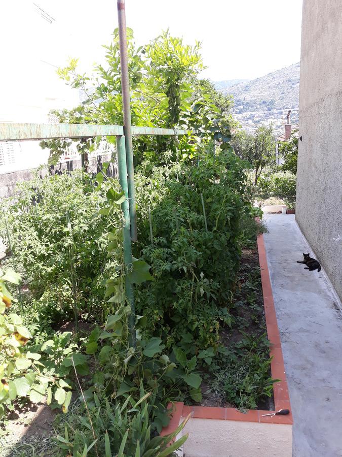 Studio Apartment Garden Dubrovnik Bagian luar foto